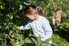 Girl picking apples in an apple orchard.