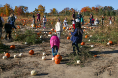 People walking around pumpkins in a field.